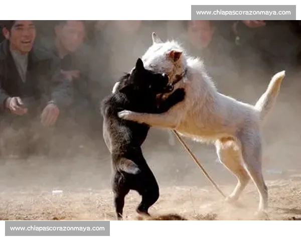 山西斗狗比赛：传统民俗与现代竞技的完美融合