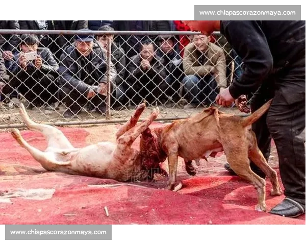 斗狗比赛惨烈瞬间 一只狗在恶斗中丧命的震撼视频曝光 斗狗比赛惨烈瞬间 一只狗在恶斗中丧命的震撼视频曝光