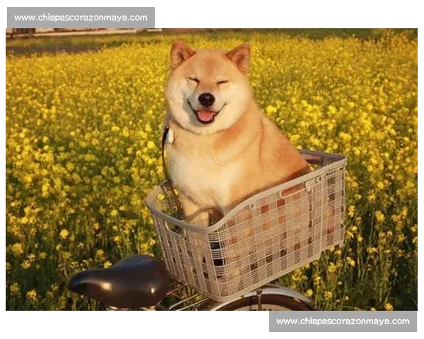 日本柴犬顶级比赛全景揭秘从血统评审到冠军诞生与犬舍荣耀 日本柴犬顶级比赛全景揭秘从血统评审到冠军诞生与犬舍荣耀